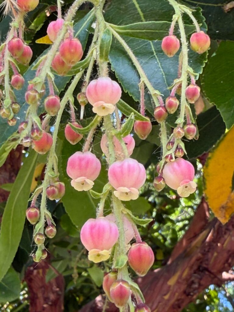 Is this a Manzanita tree? (Arctostaphylos)