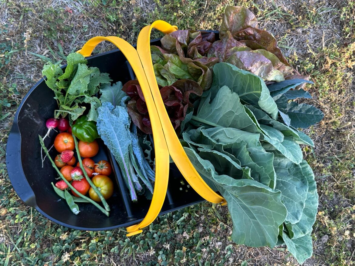 Gardeners of the southeastern US, are you gardening without sprays? If so, how? Gardeners of the southeastern US, are you gardening without sprays? If so, how?