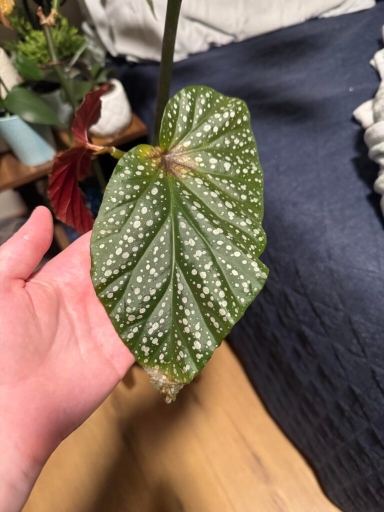 What’s wrong with my begonia? What’s wrong with my begonia?