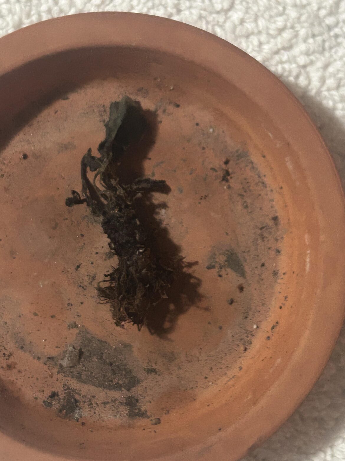 [URGENT]Dying succulent please help