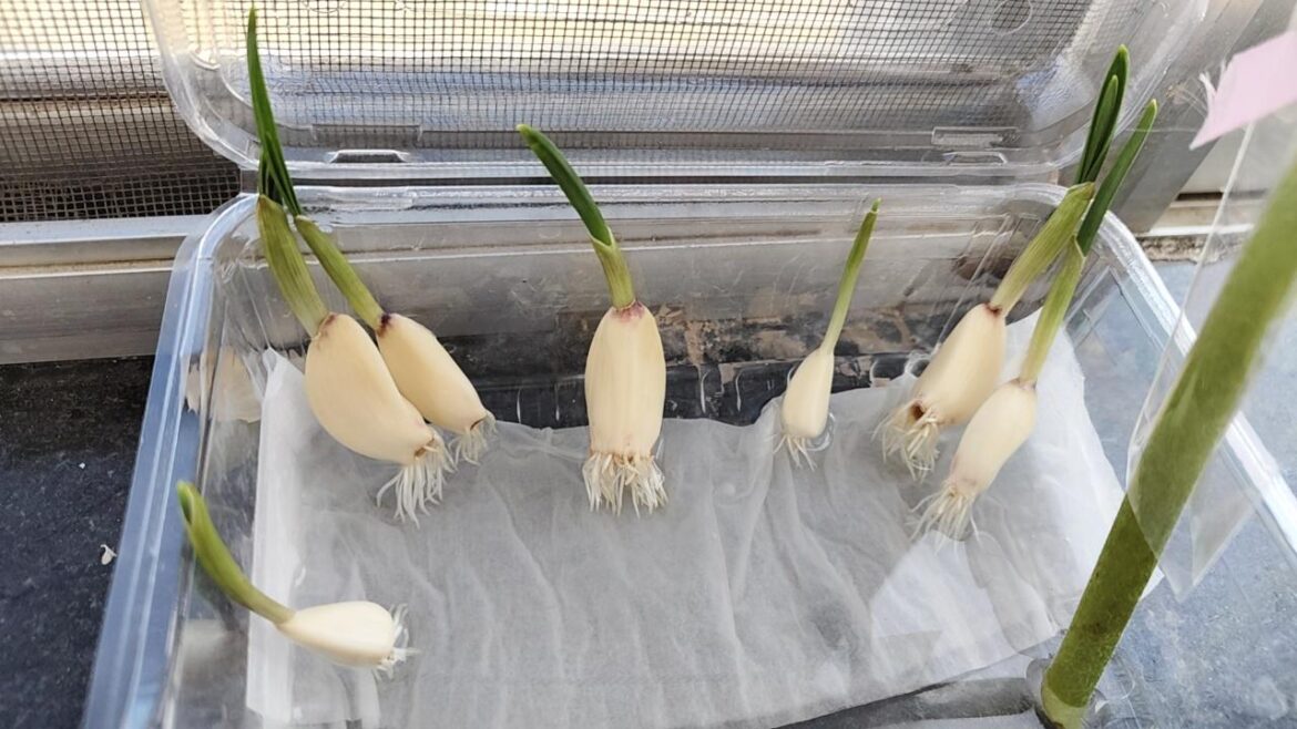 My supermarket garlic started a new life in a takeout container… guess I’m a farmer now My supermarket garlic started a new life in a takeout container… guess I’m a farmer now