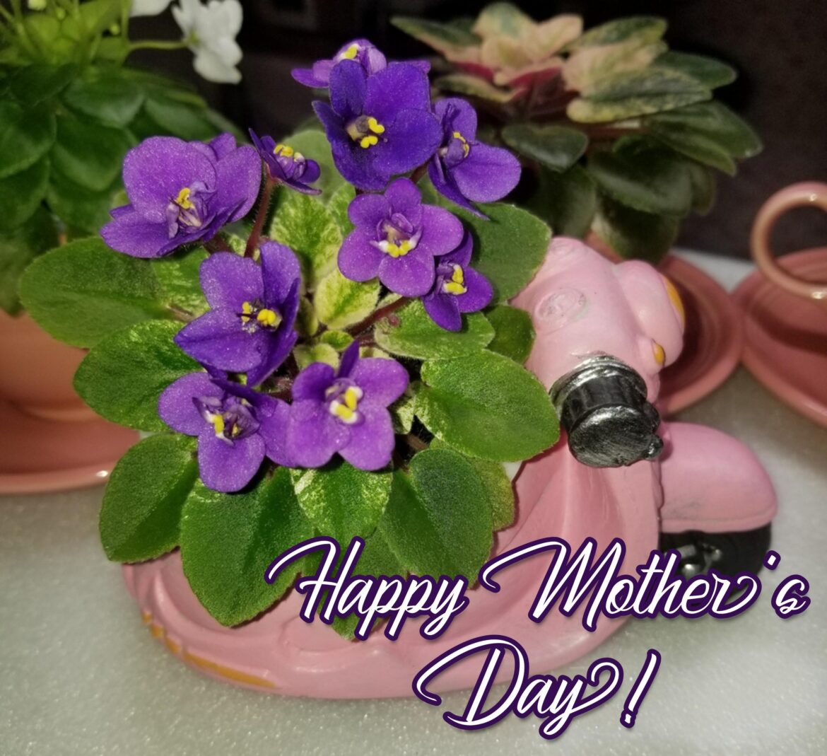 To everyone who nurtures and helps things bloom! Whether you are a mom, a grandmother, a plant parent, or a mentor, your care makes the world a more beautiful and greener place. Wishing you a day filled with sunshine and blooms.🤗