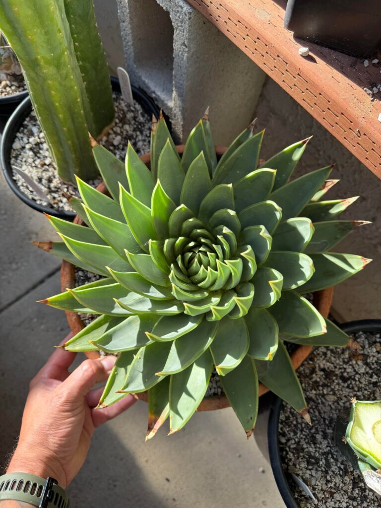 Aloe polyphylla 🌀