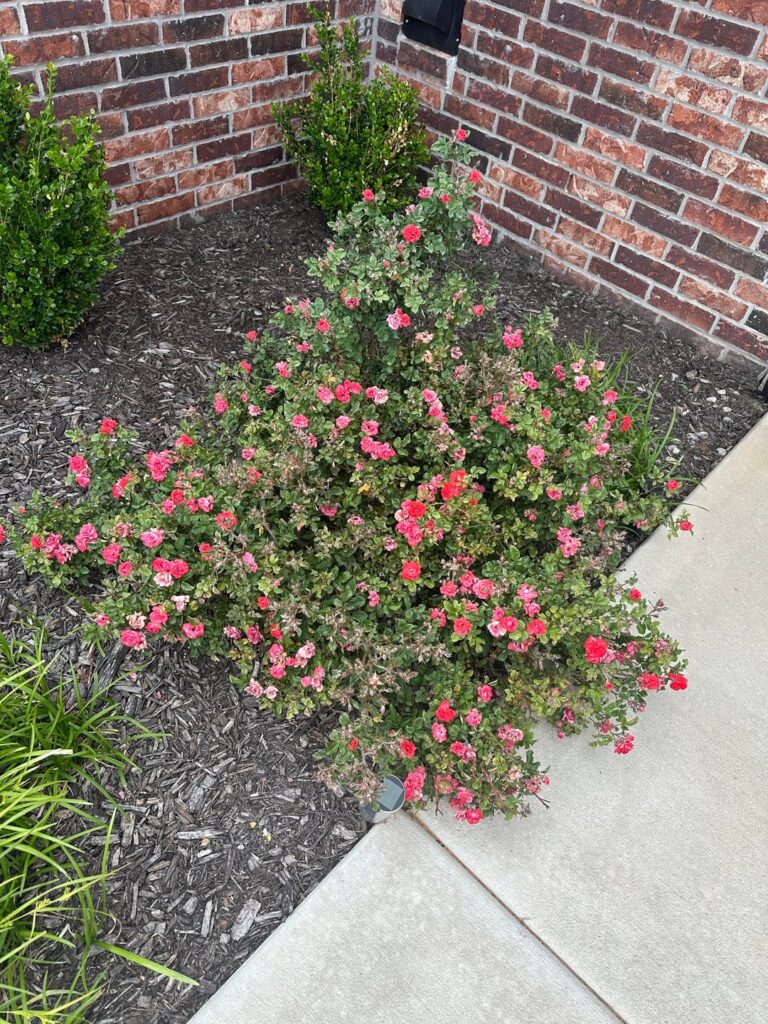 What’s wrong with our roses? What’s wrong with our roses?