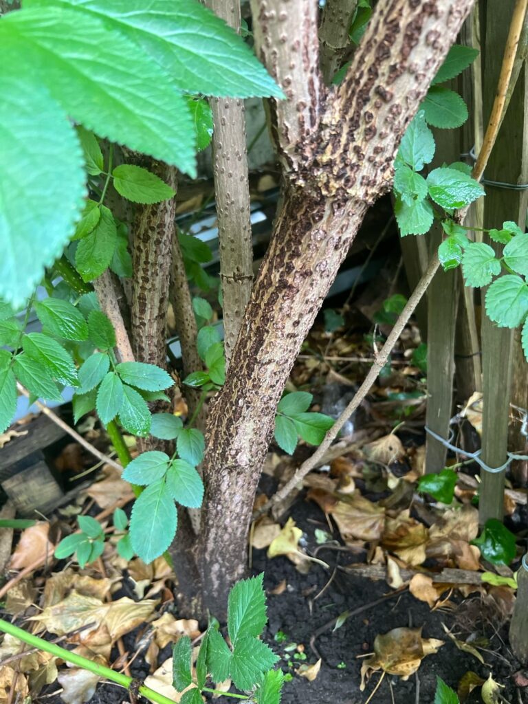 Elderberry?