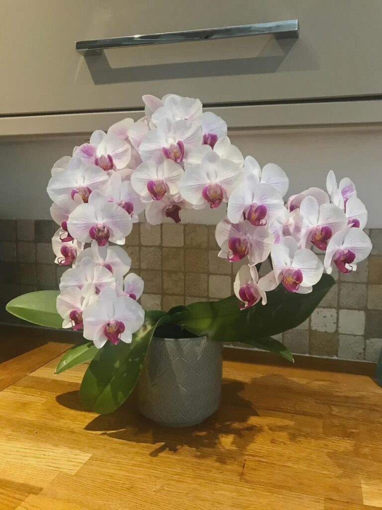 My orchid just kept on blooming this year!