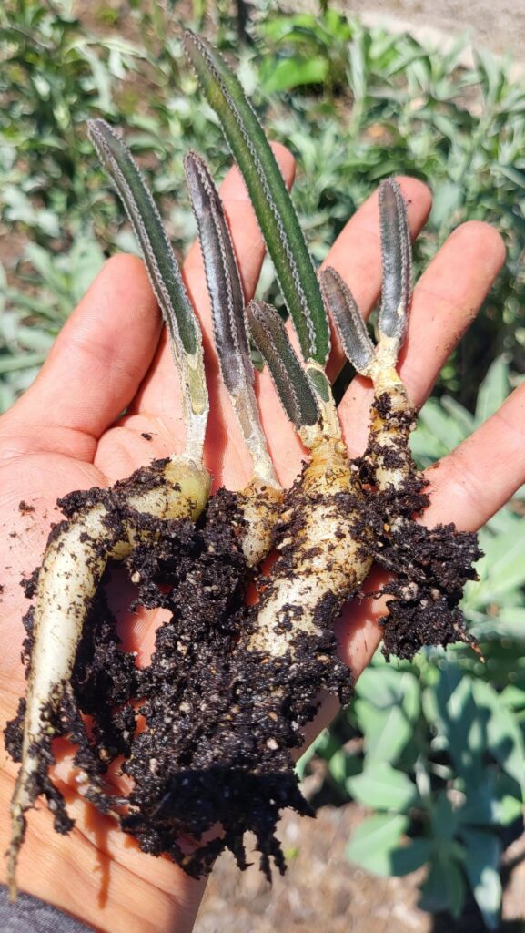 Do Seed Grown Peniocereus greggii var. transmontanus Count?