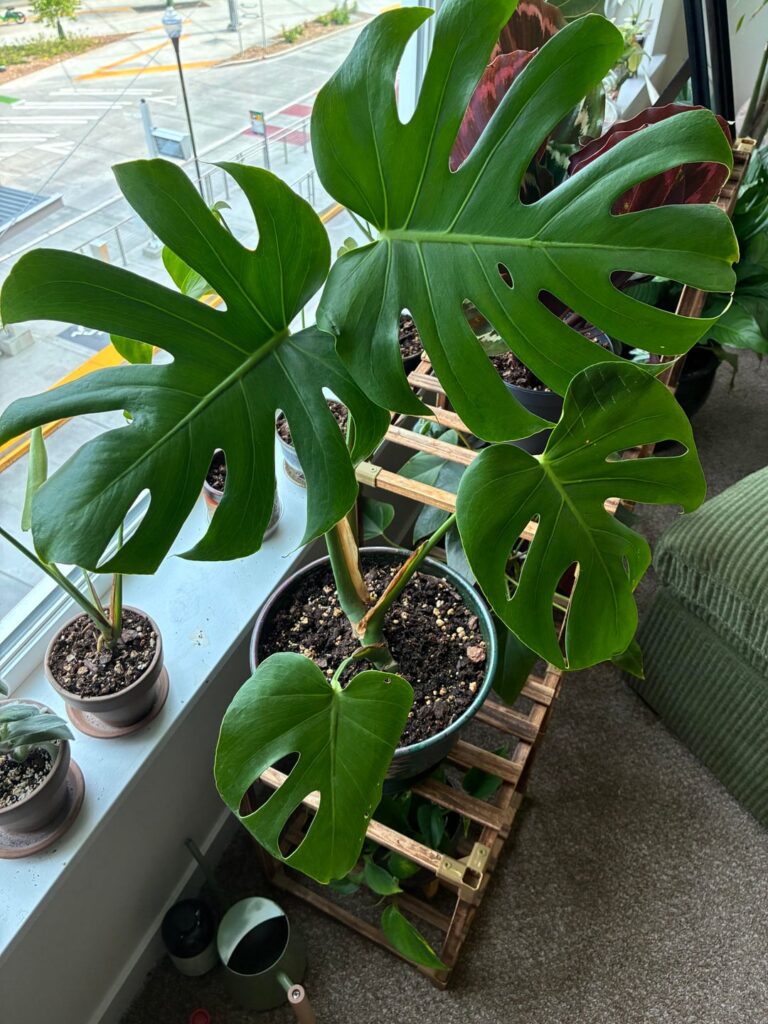 Monstera not growing after repot 😔 Monstera not growing after repot 😔