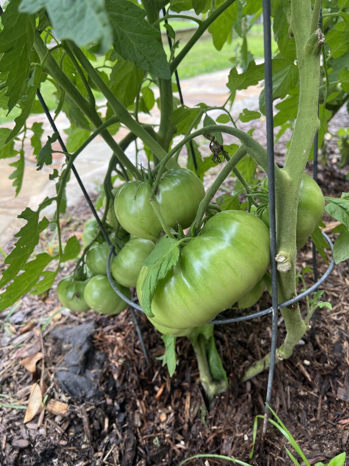 5” Cherokee Purple on Vine!