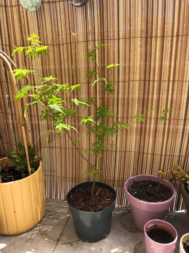 How to proceed with this japanese maple How to proceed with this japanese maple