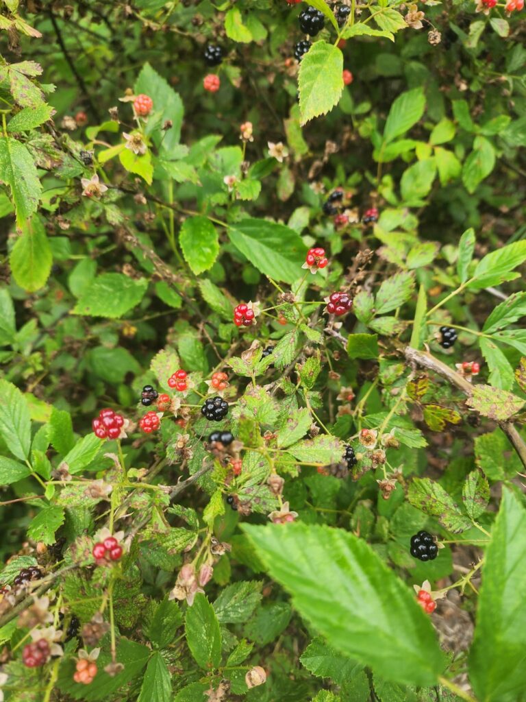 Is it the safe kind? Northeast Florida