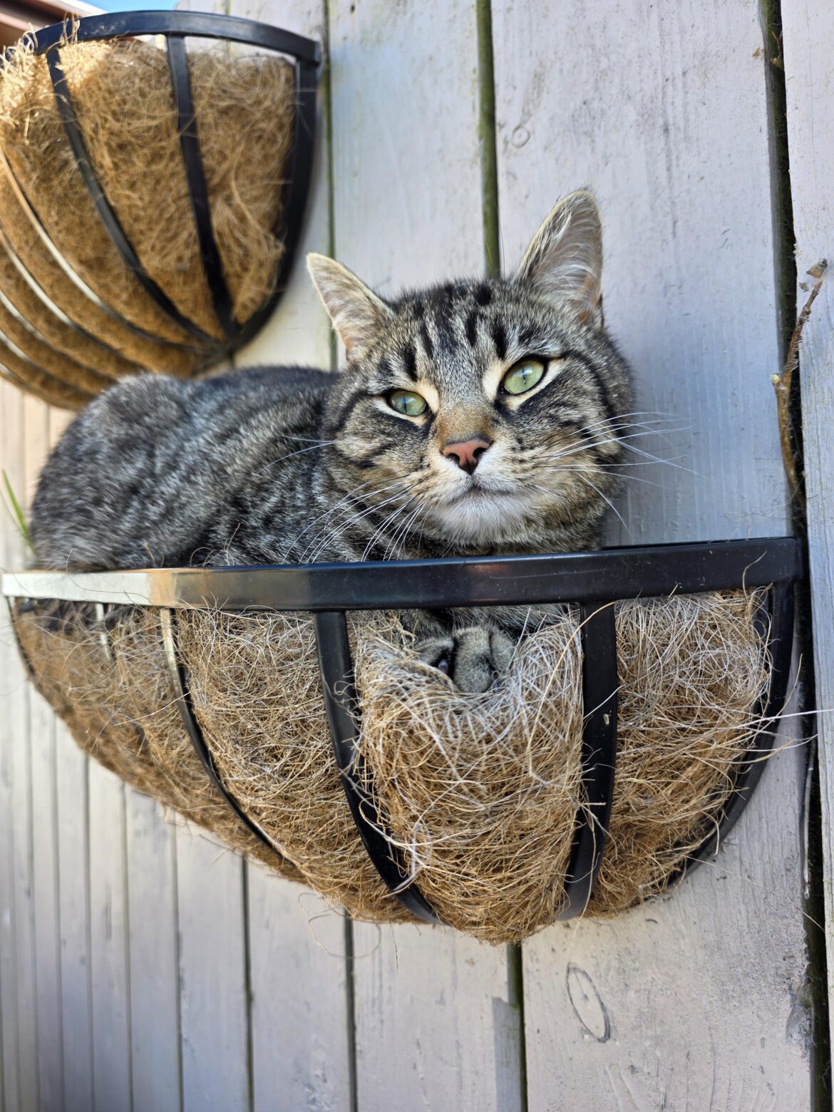 Time to replace the wall baskets, don't think im allowed to