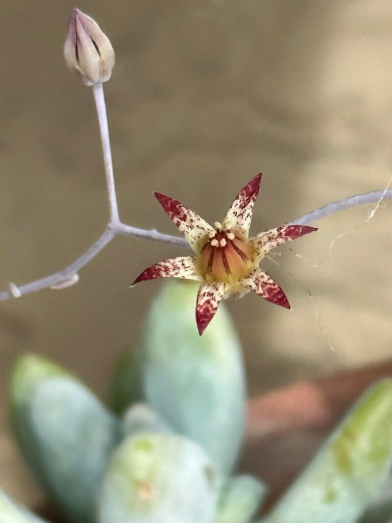 Graptopetalum superbum flower