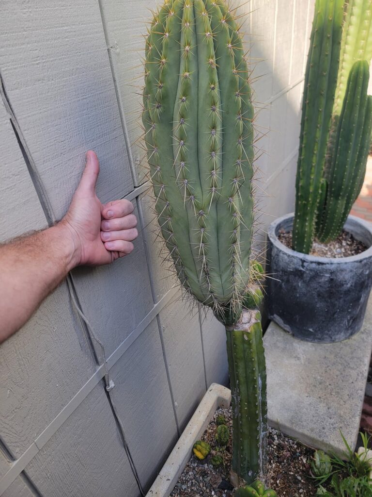 Sals validus rooting