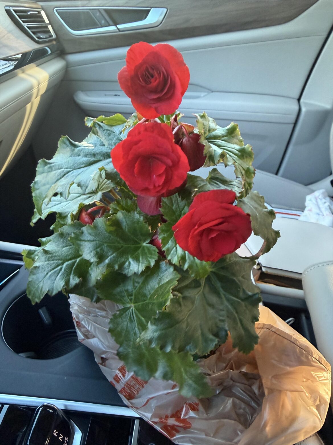 Has anyone kept this one as a house plant all year round?