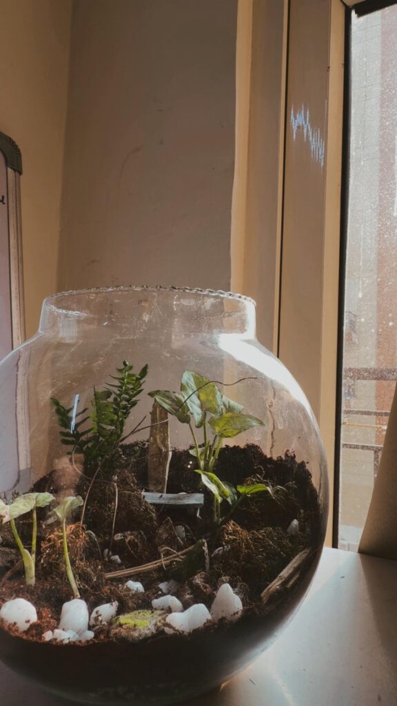 Built my first terrarium!