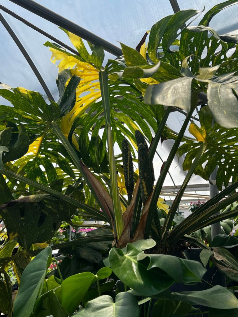 This monstera is huge and is bearing fruit?