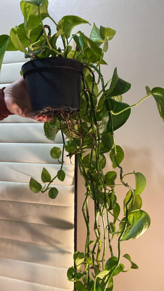First plant