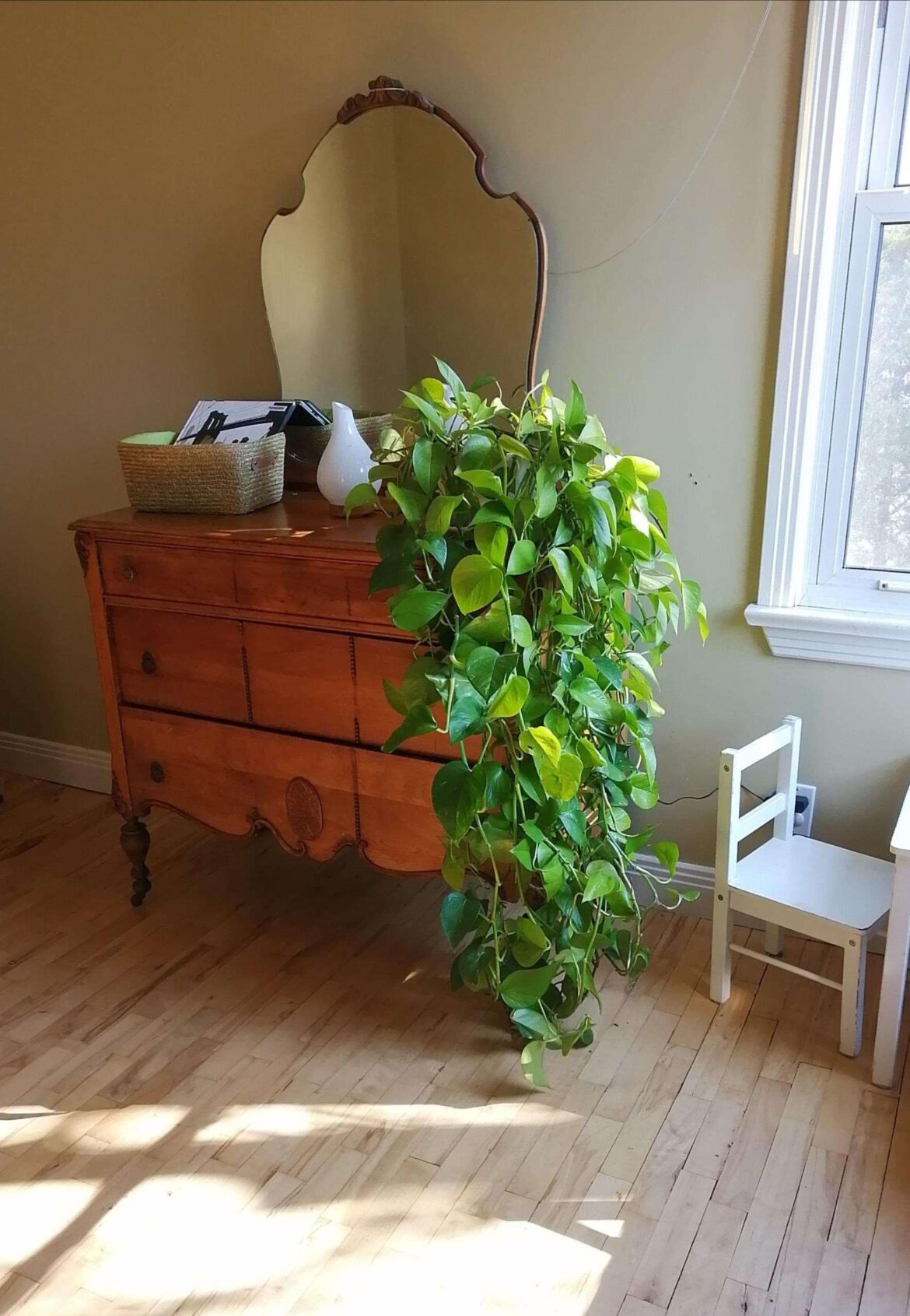 My happy pothos in the morning sun