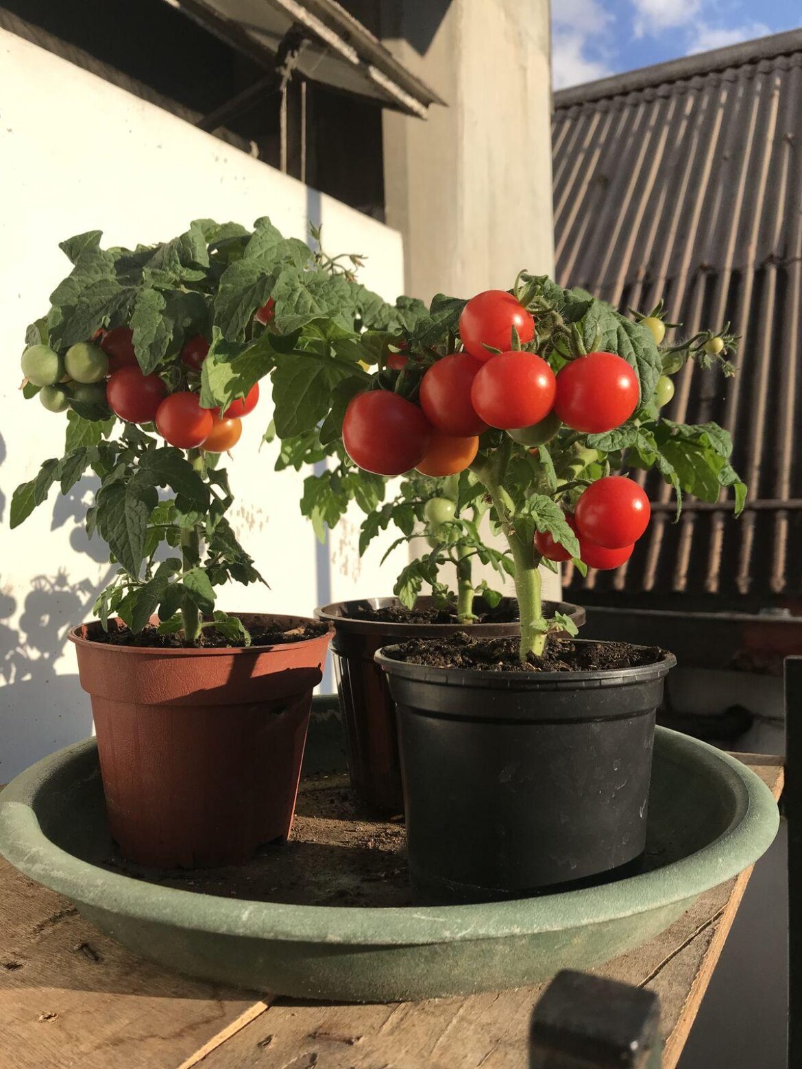 Would you say tomatoes grow better when planted directly in the ground, or in a bucket or container?