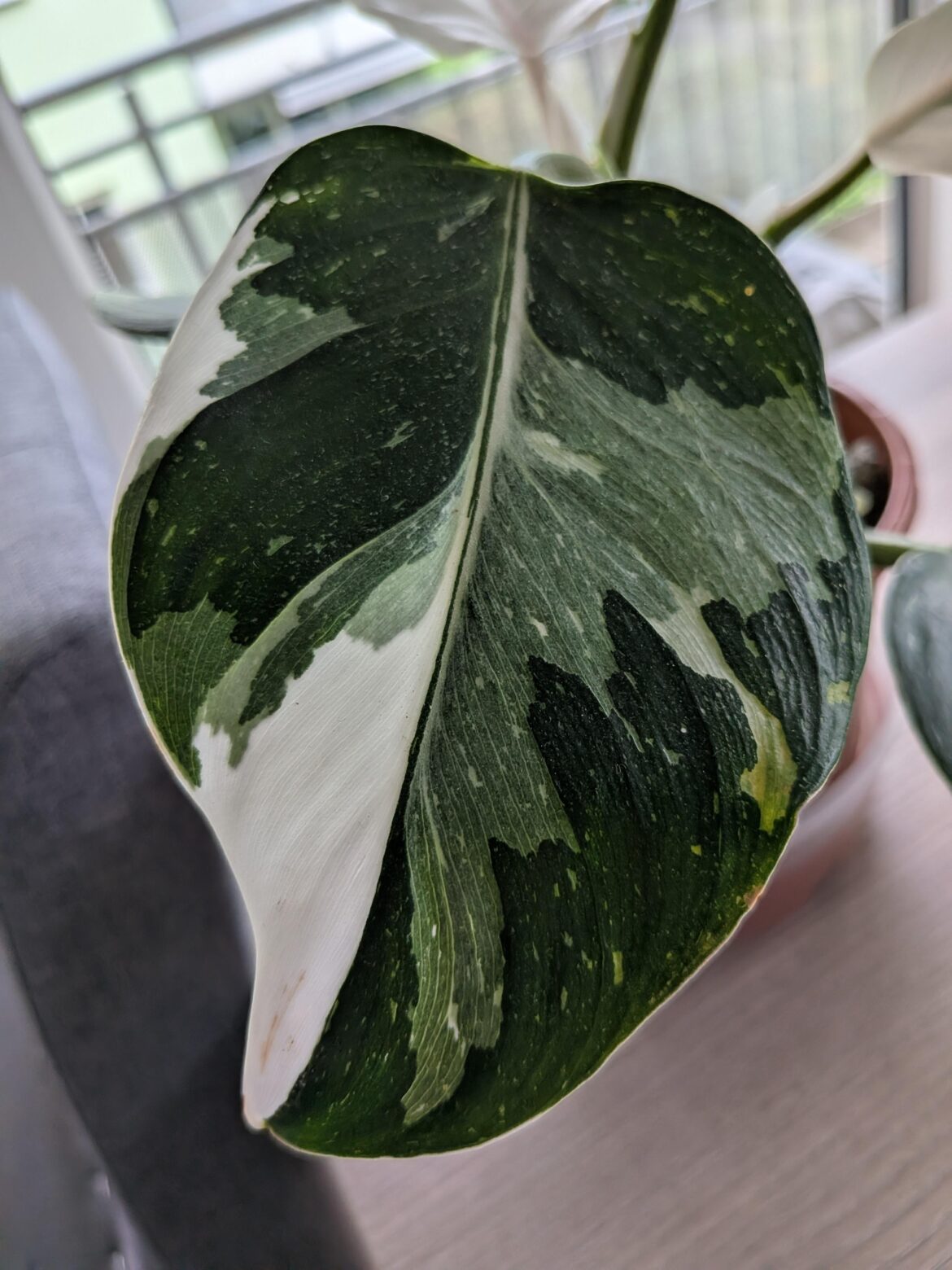 Philodendron white Wizard