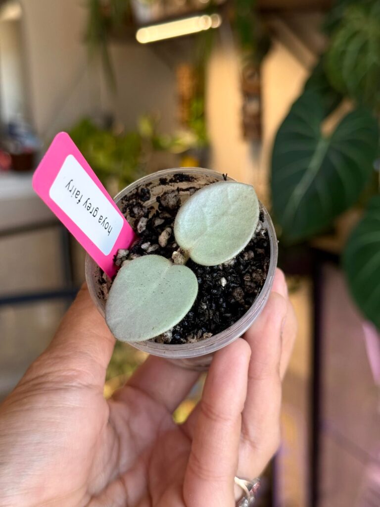 Wishlist Hoya!