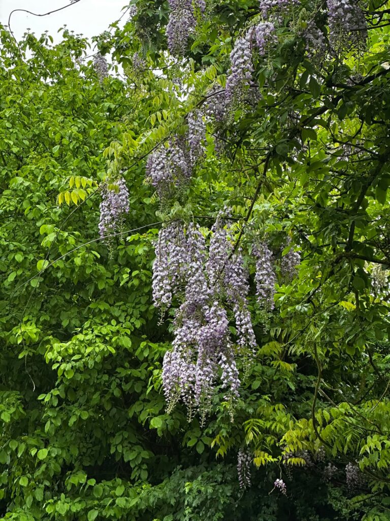What tree is this?