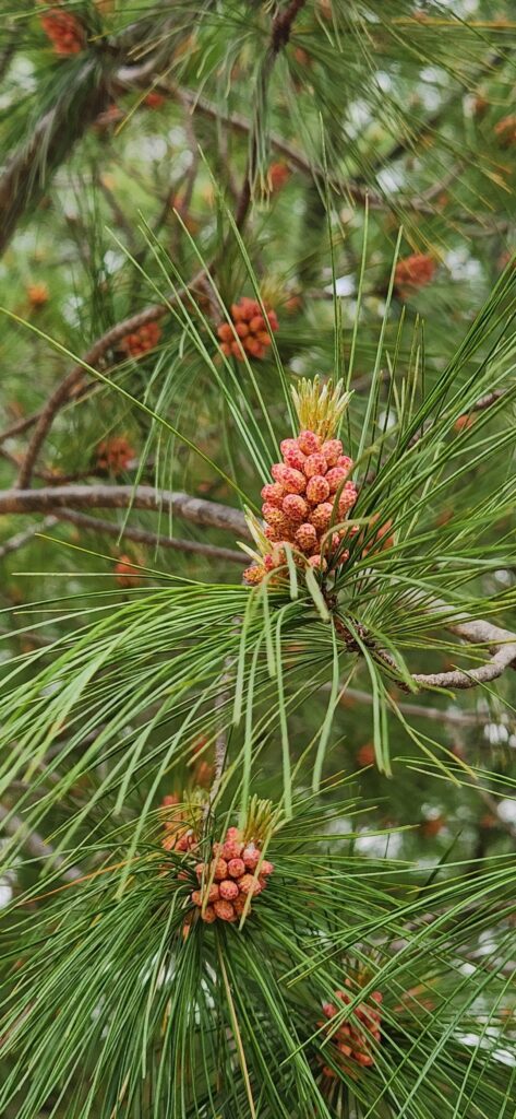 Pollen cone colors