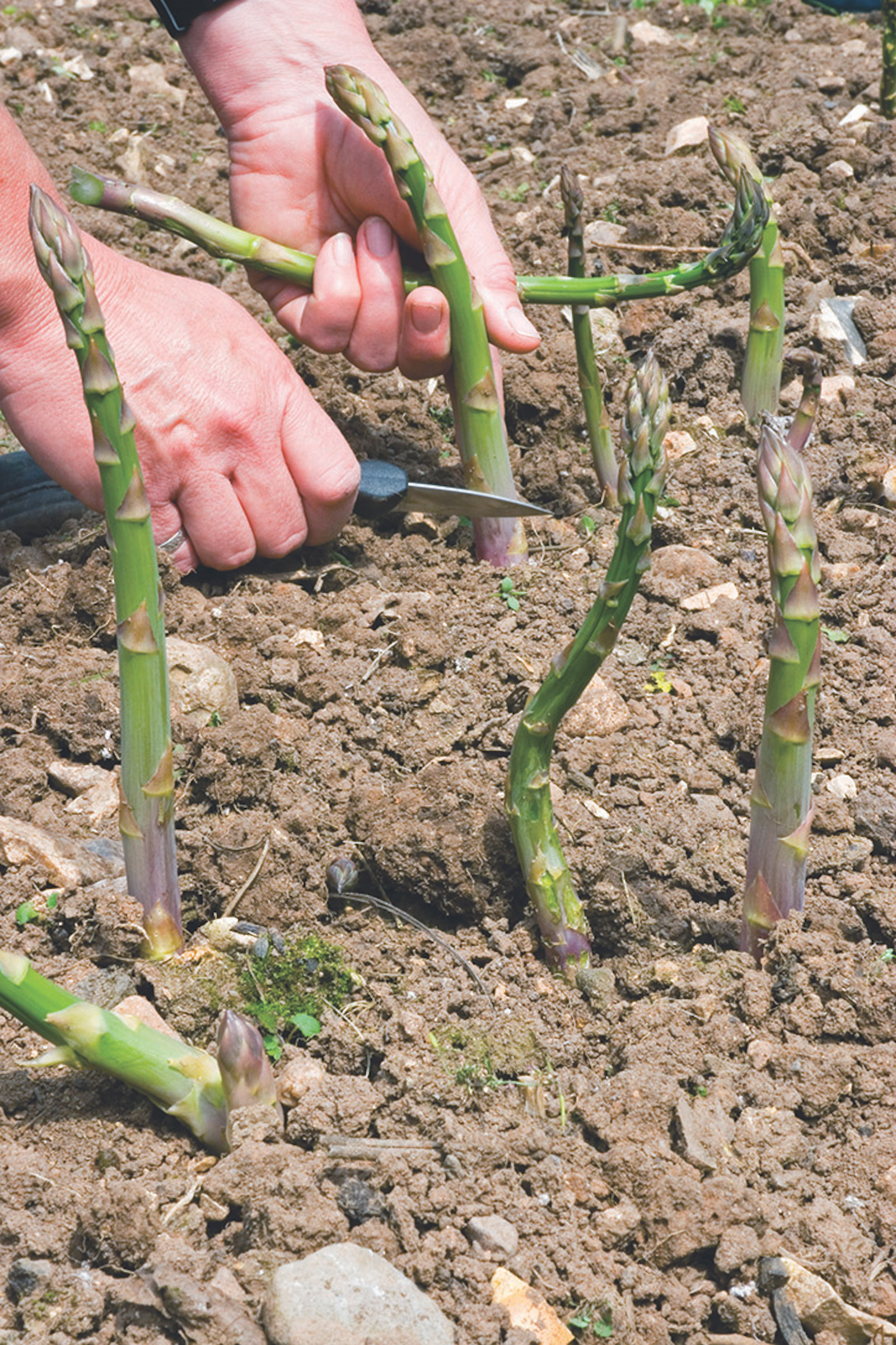 cutting asparagus for harvest