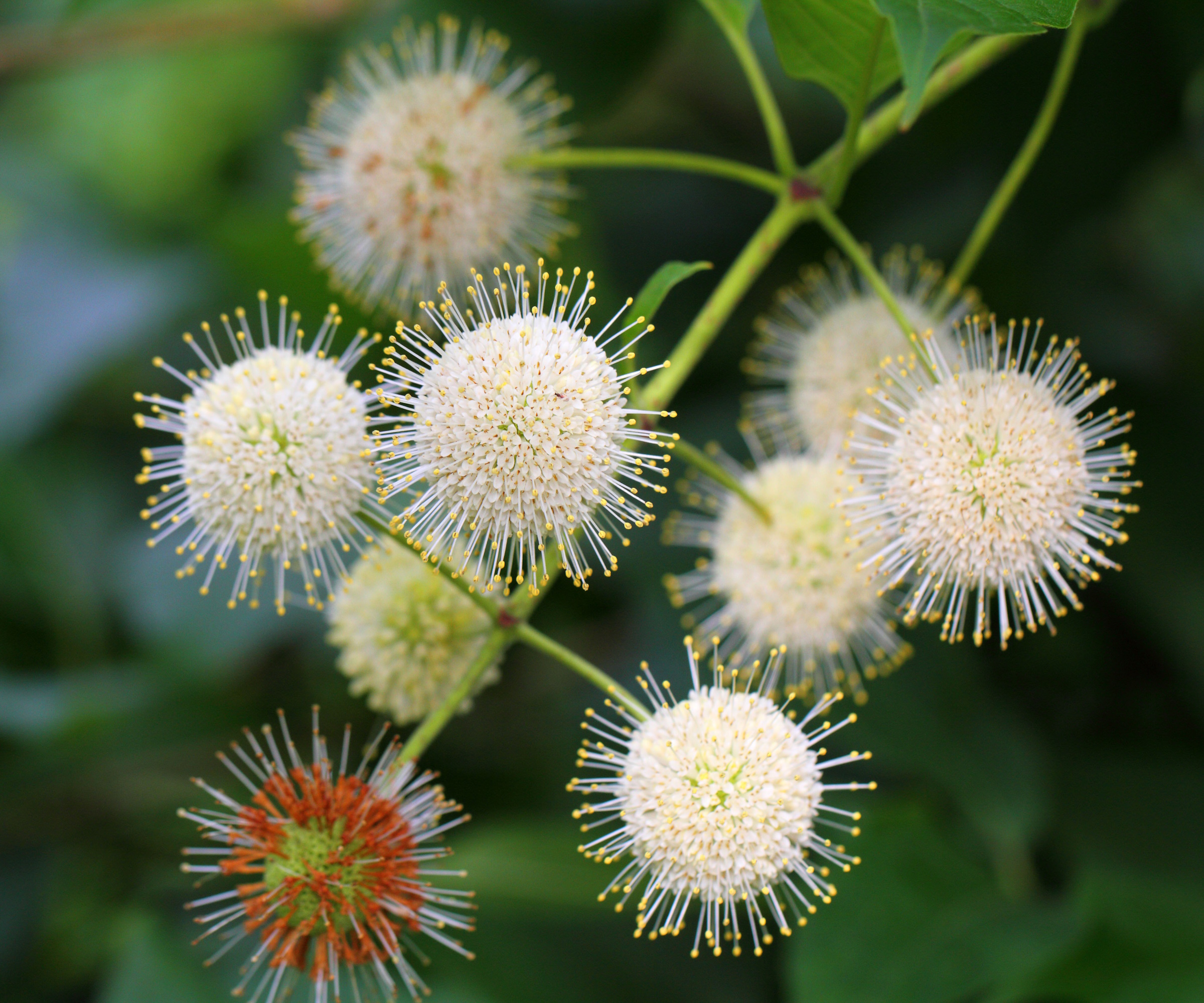 cephalanthus occidentalis