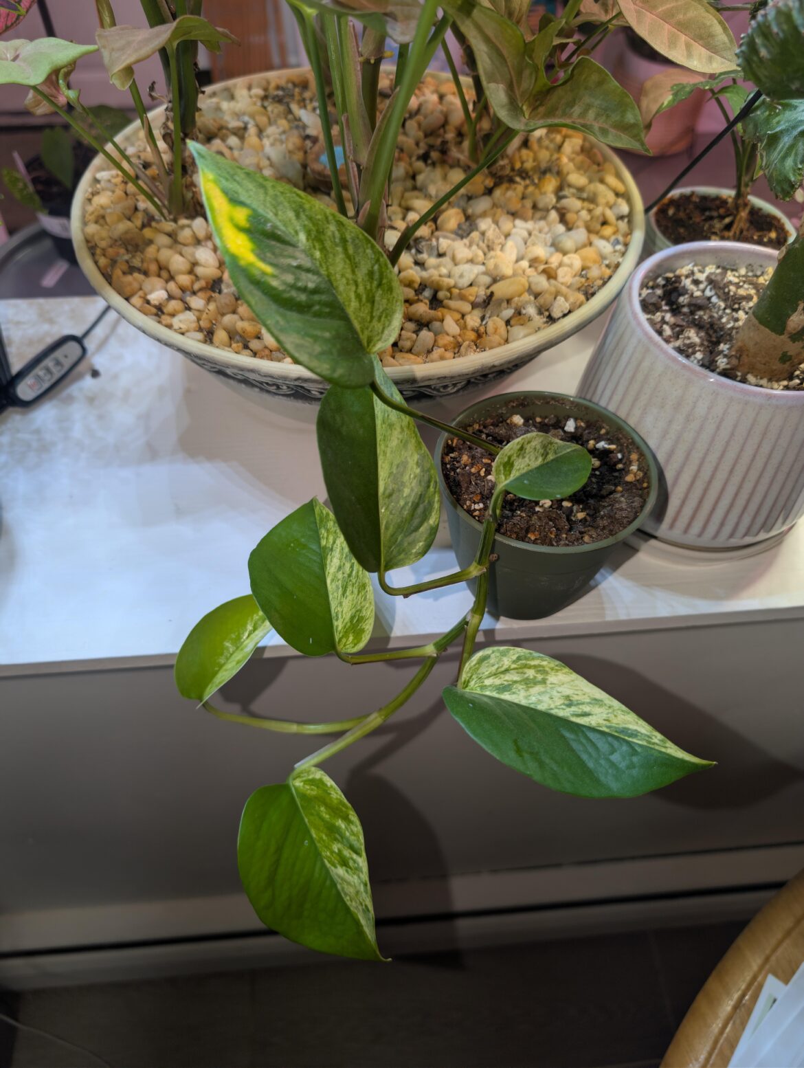 7 consecutive half-moons on this Marble Queen Pothos cutting. Is it stable yet?