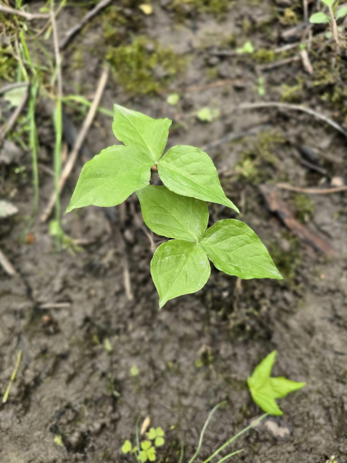 A surprise in a mostly invasive woods. A surprise in a mostly invasive woods.