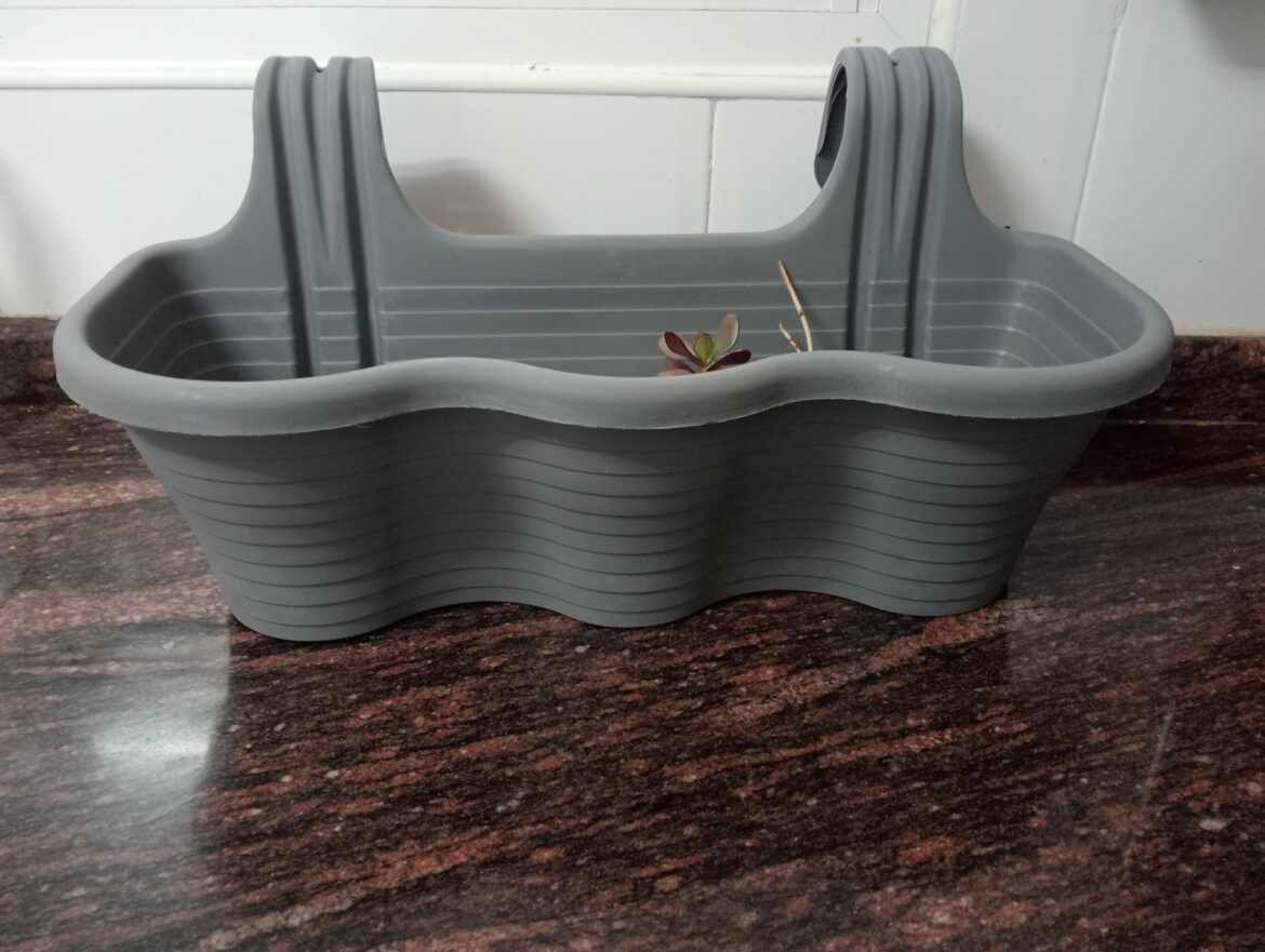 What can I plant in this small pot?