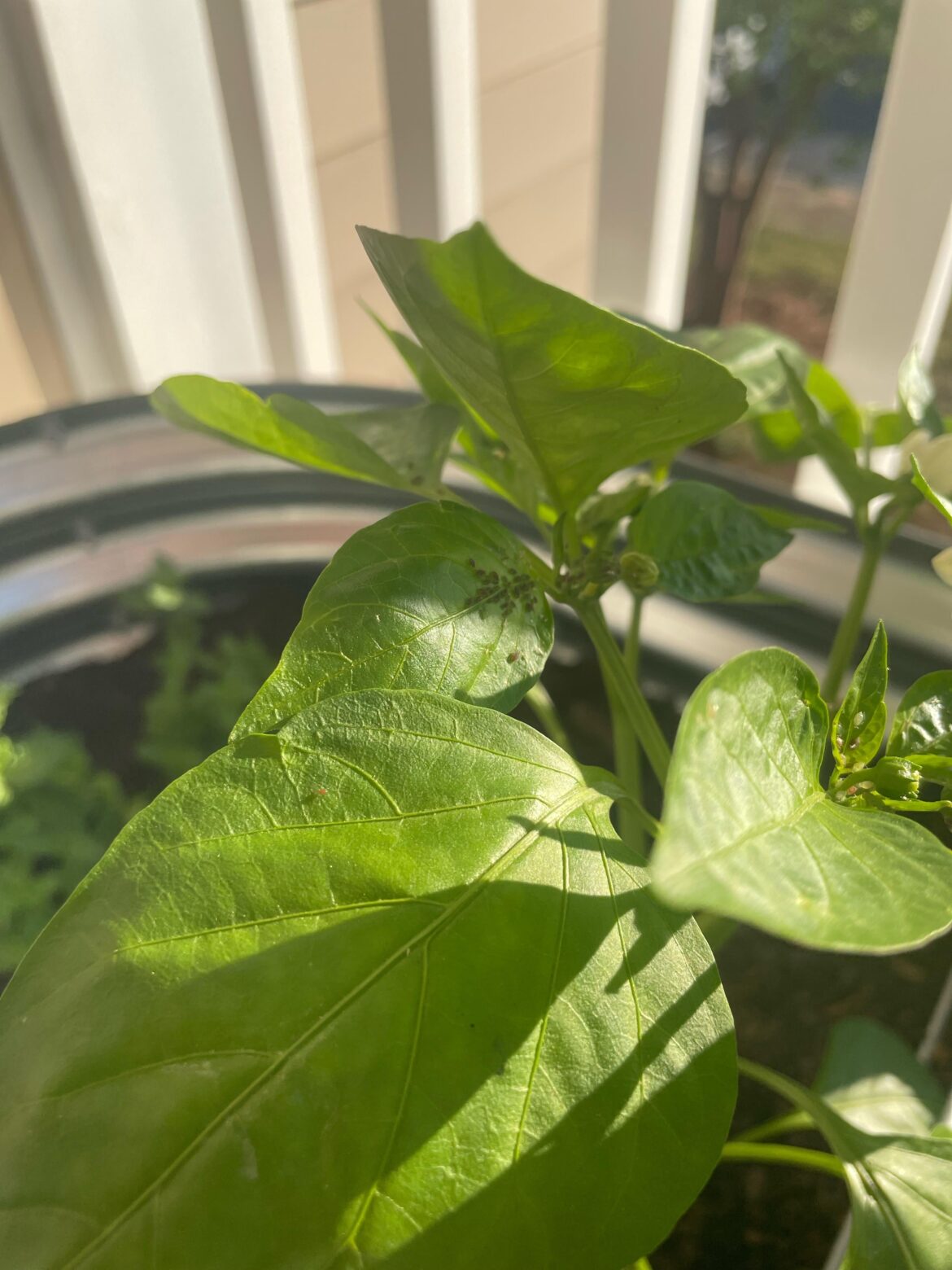 Help with this (we assume eggs) please Help with this (we assume eggs) please