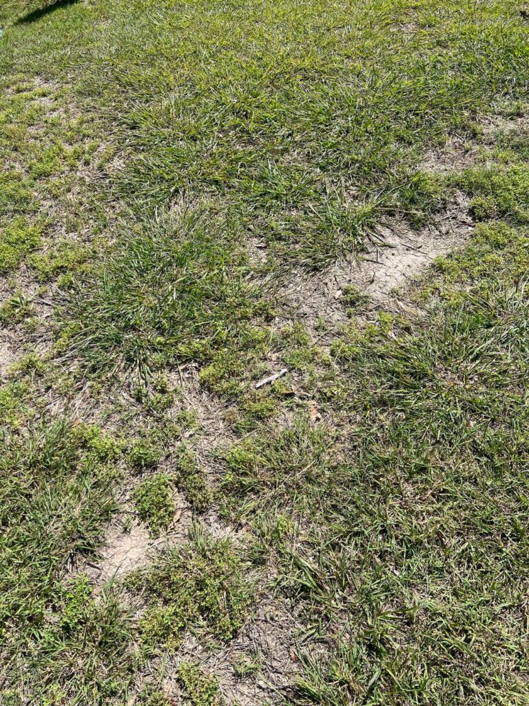 Bermuda grass in Texas what can be done to make this grow and look good?