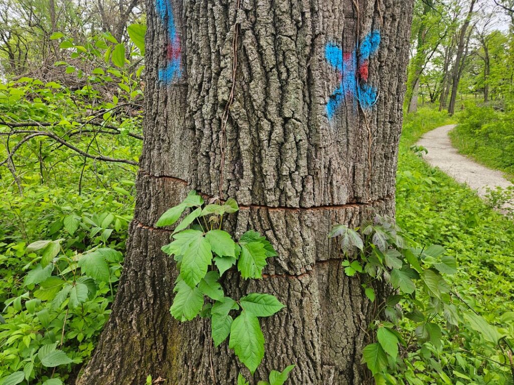 Purpose of doing this to a tree