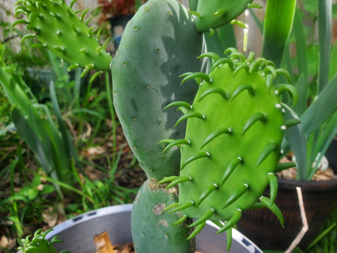 I just think these are the coolest little plants.