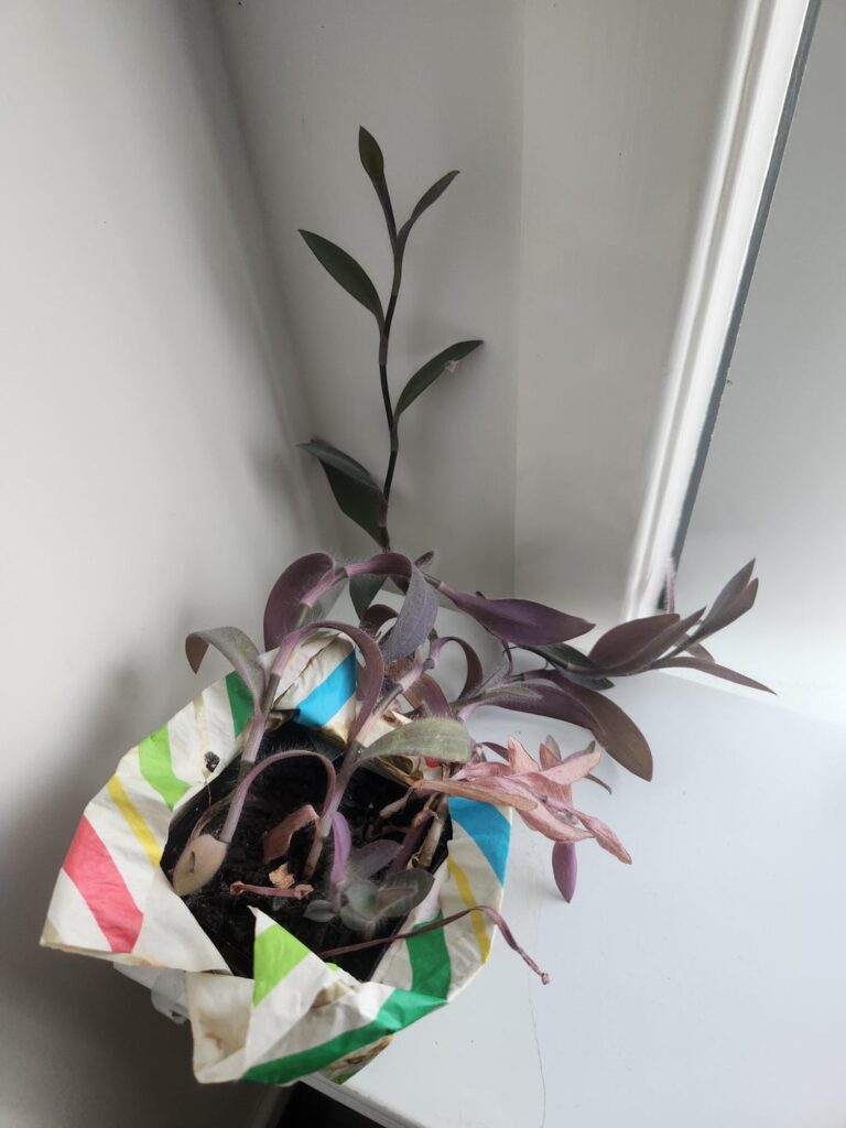 Which plant is this and how do I care for it?