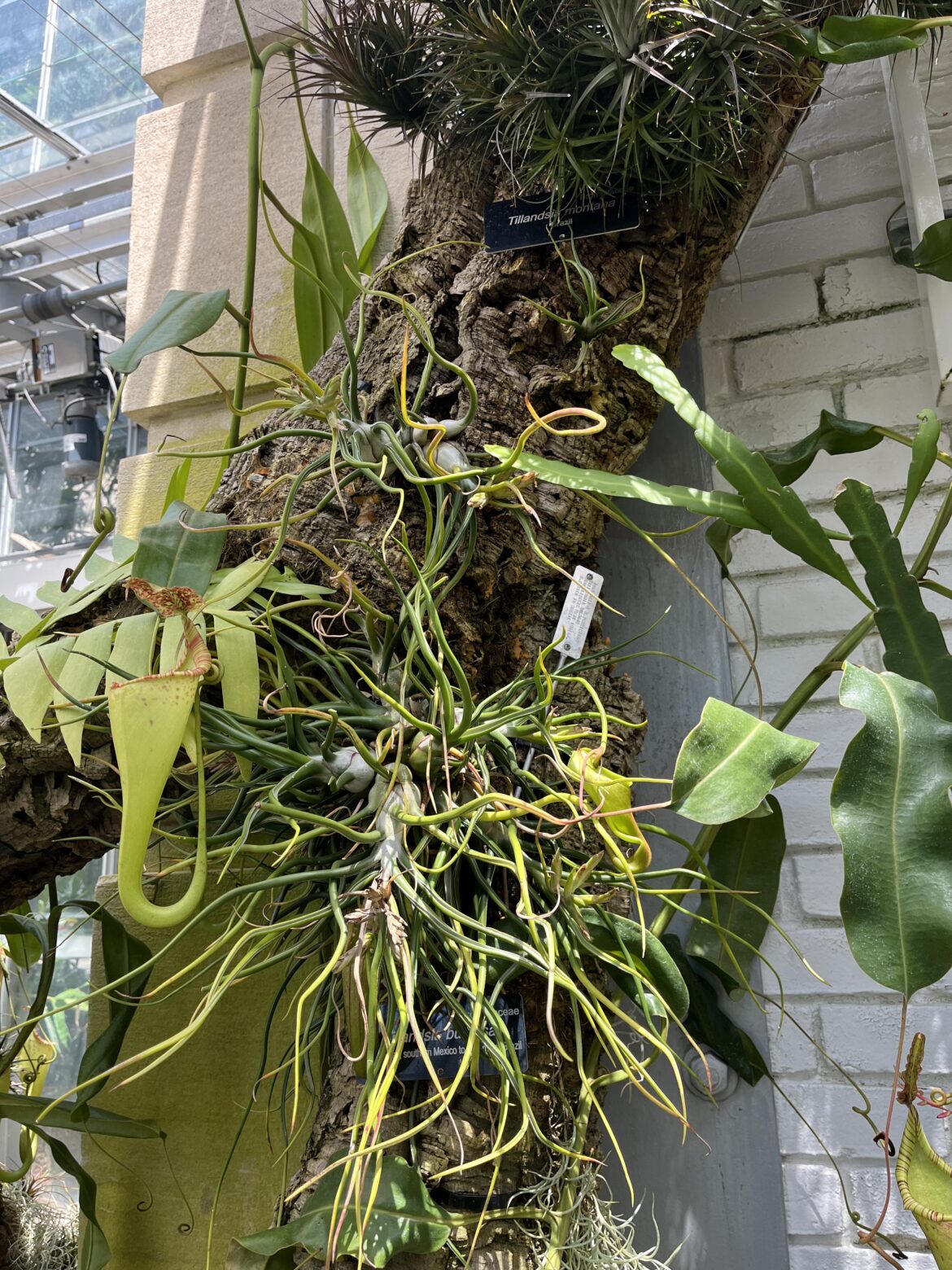 Saw this at the Botanic Garden in DC