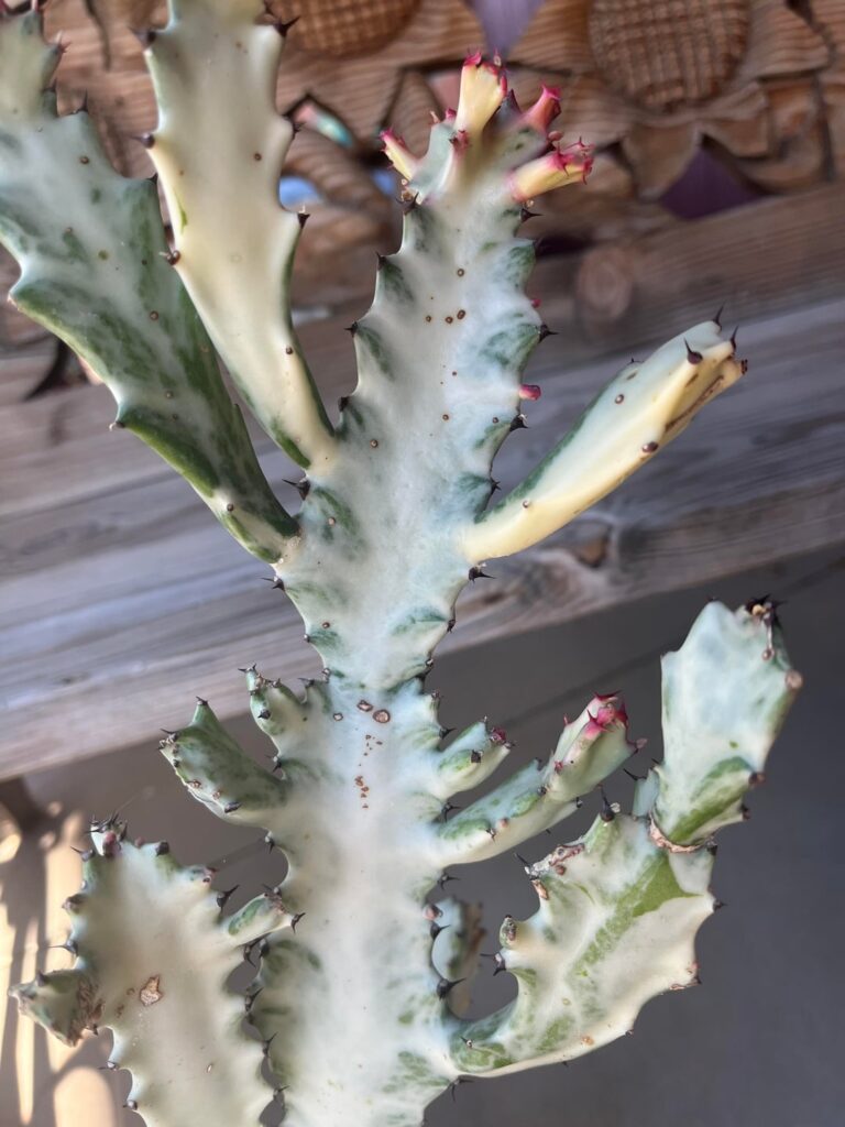 Scale or Sun Damage?
