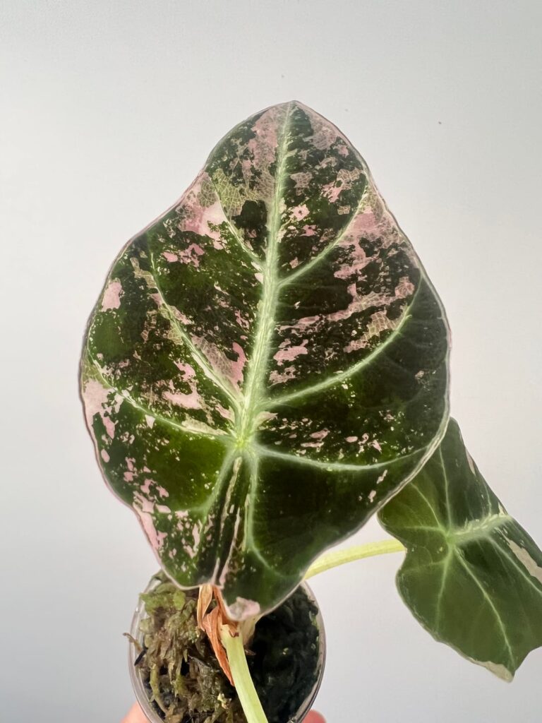 Alocasia Pink Black Velvet Alocasia Pink Black Velvet