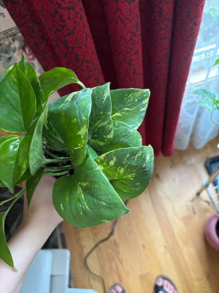 Pothos identification