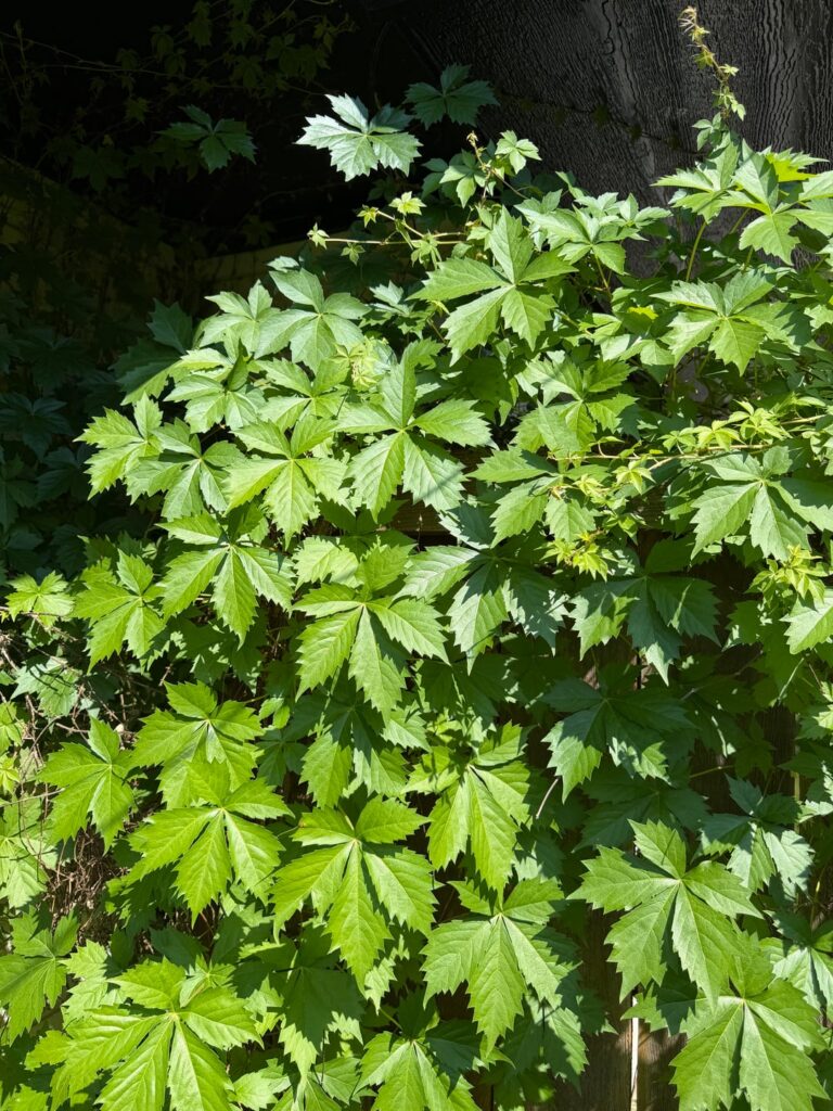 2 random people saying poison oak but im seeing Virginia creeper