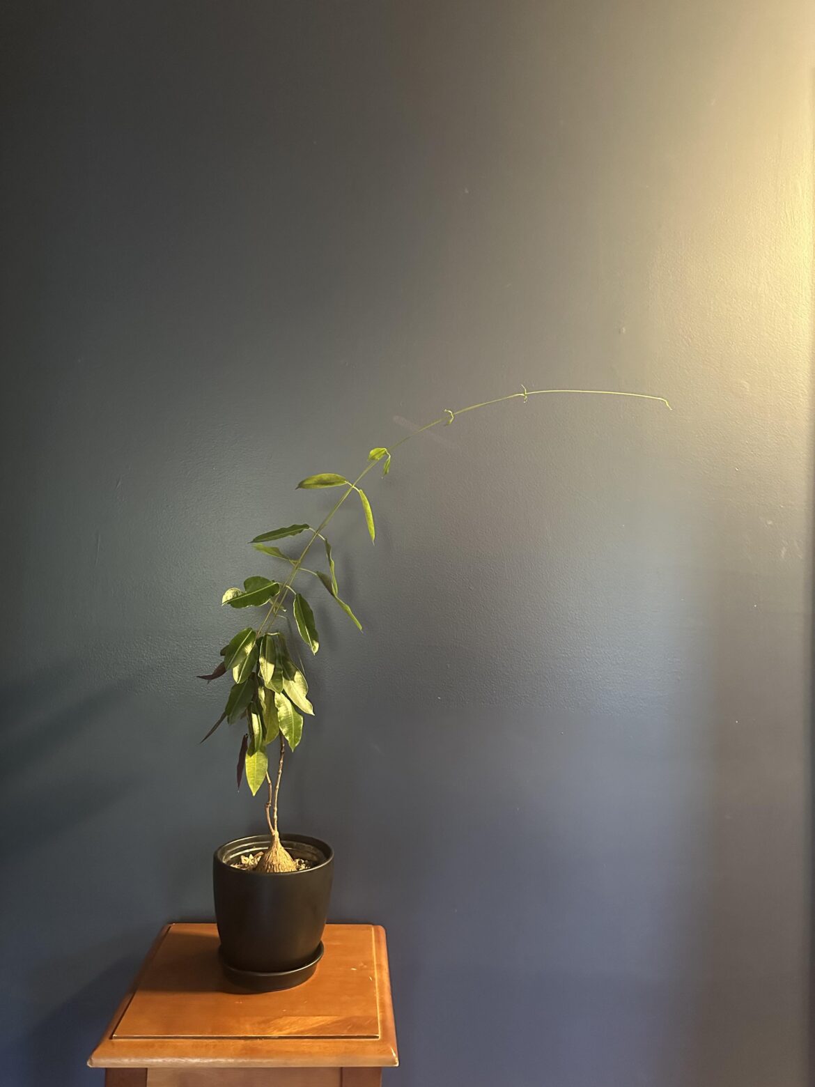 Petopentia Natalensis