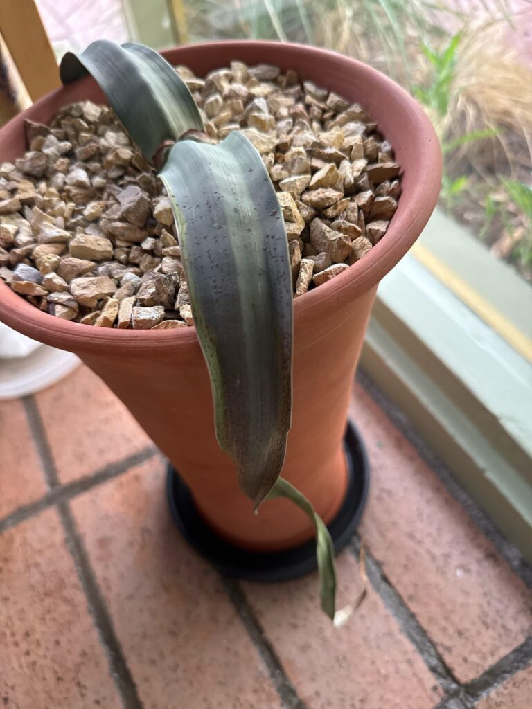 Welwitschia repot disaster