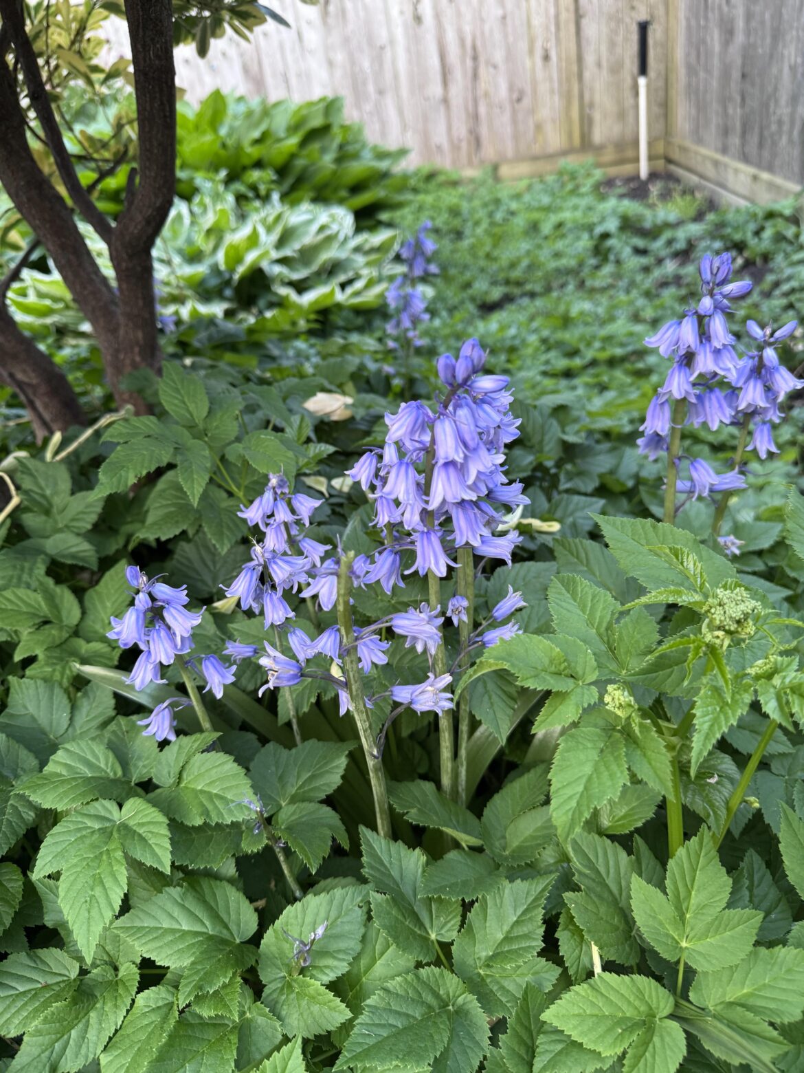 What is this plant/ flower in Asbury Park, NJ, USA - and can it kill my dog that was running around with it, possibly ingested it?
