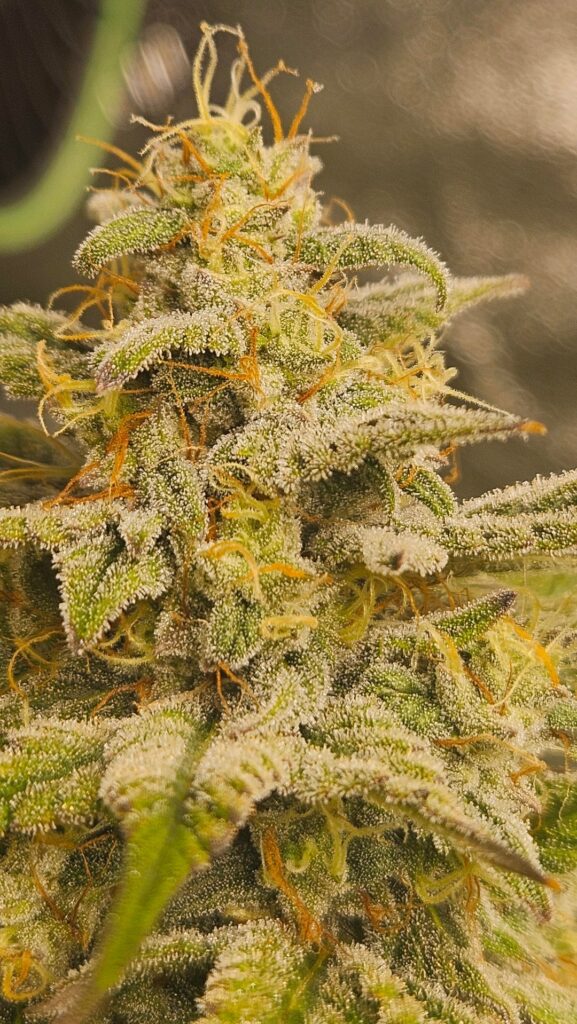 I love growing in coco❤️