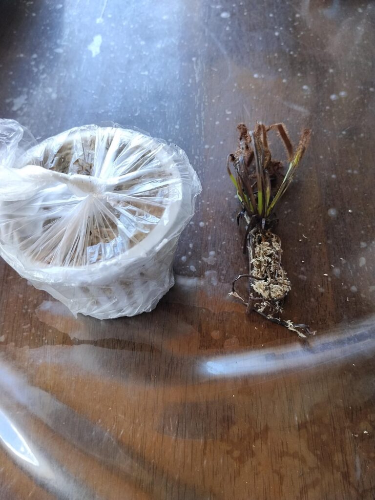 Can this Drosera capensis survive?