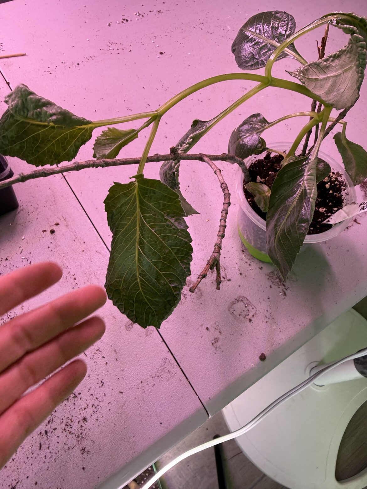 Dahlia Cutting with Odd Growth Dahlia Cutting with Odd Growth