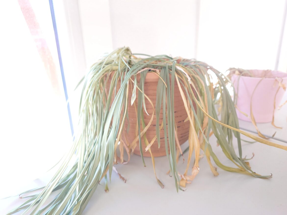 Thriving plant